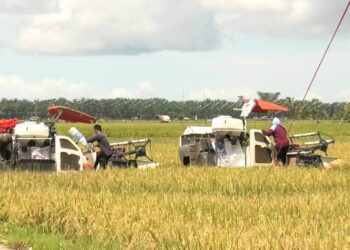 Luas Tanam Padi di Pasbar Ditargetkan 20.321 Ha