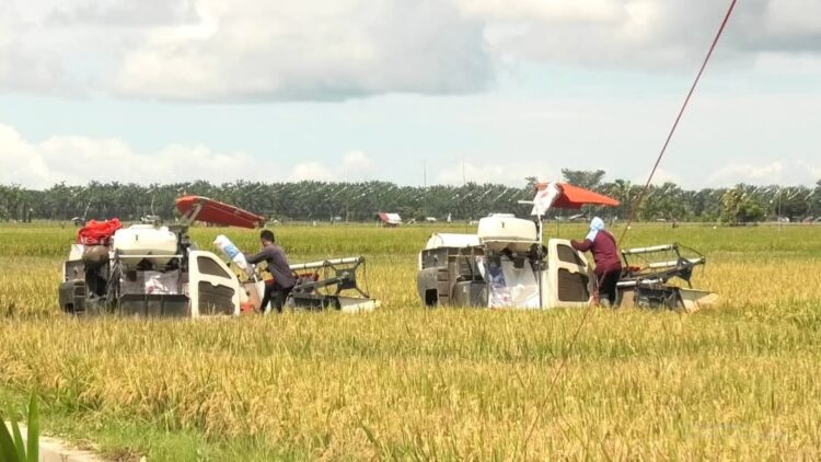 Salah satu area persawahan petani yang siap untuk di panen. Pemerintah Kabupaten Pasaman Barat menargetkan penambahan luas tanaman padi sebanyak 20.321 ha pada  tahun 2025.IST