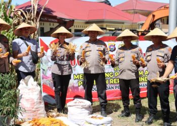 Dukung Kemandirian Pangan Nasional, Polres Pasbar Sudah Panen Jagung