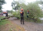 Hujan Deras dan Angin Kencang, Pohon Tumbang Hambat Akses Jalan di Padang