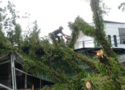 Pohon Tumbang di Padang Utara, Akses Jalan Tertutup Sementara