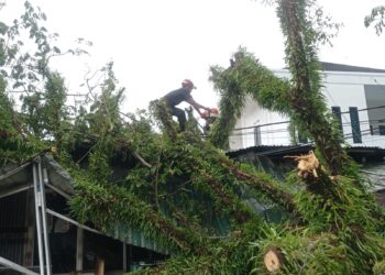 Pohon Tumbang di Padang Utara, Akses Jalan Tertutup Sementara