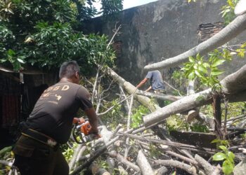 Diterjang Angin, Batang Kedondong di Alang Laweh Tumbang dan Hancurkan Rumah Warga