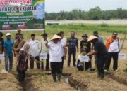 100 Hari Kerja, Bupati Pasbar Tanam Perdana Sawah Pokok Murah