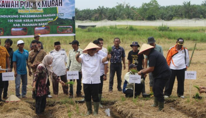 100 Hari Kerja, Bupati Pasbar Tanam Perdana Sawah Pokok Murah