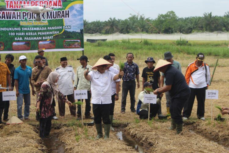 100 Hari Kerja, Bupati Pasbar Lakukan Tanam Perdana Sawah Pokok Murah. IST