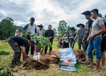 PT Supreme Energy Donasikan 20 Sapi Kurban ke Warga Sekitar PLTP Muaralaboh