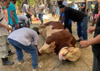 Perdana, Presiden RI Berkurban Sapi Seberat 1 Ton di Pasaman Barat
