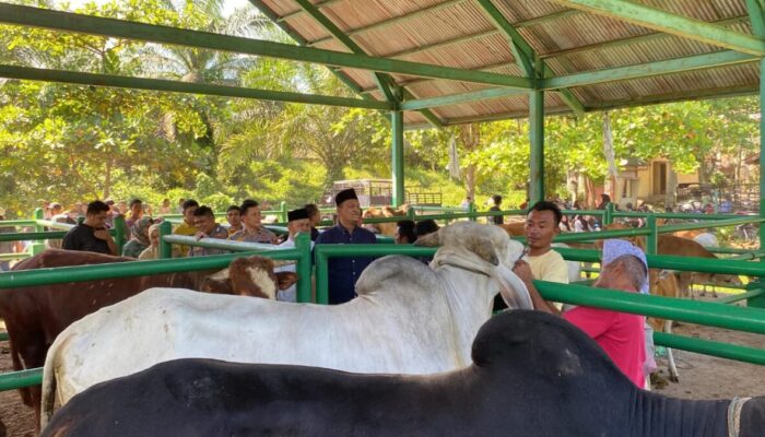 Perkiraan Hewan Kurban di Pasbar Tahun Ini Mencapai 4.700 Ekor