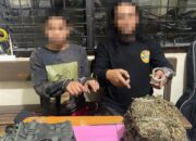 Polres Payakumbuh Ringkus Dua Pengedar, 3,8 Kg Ganja Diamankan
