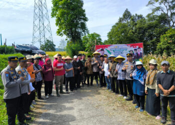 Dukung Swasembada Pangan Nasional, Nagari Batipuah Ateh Gelar Panen Jagung Serentak