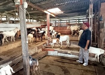 Penjualan Kambing Kurban di Padang Menurun