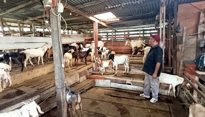 Penjualan Kambing Kurban di Padang Menurun