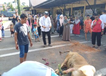 Kapolres Pasaman Salurkan 5 Ekor Sapi Kurban untuk Masyarakat di Hari Raya Iduladha