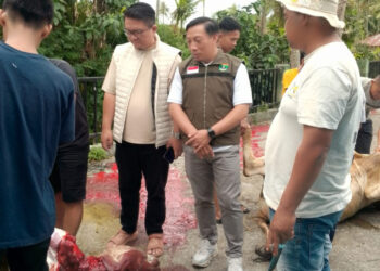 PemNag Batipuah Ateh Ucapkan Terima Kasih kepada Gubernur Sumbar atas Bantuan Sapi Kurban