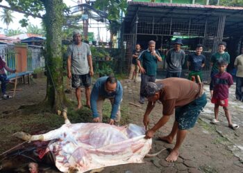 MAN 1 Padang Sembelih Hewan Kurban