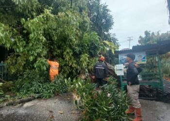 Hujan Deras dan Angin Kencang, Pohon Tumbang Tutup Jalan di Kuranji Padang