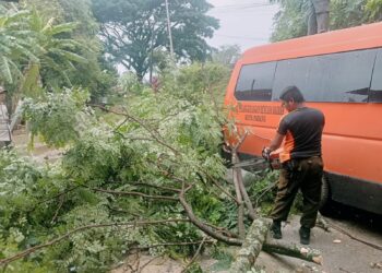 Pohon Tumbang Timpa Kabel Listrik di Kampung Baru Padang, BPBD Gerak Cepat