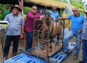 Dinas Peternakan Sumbar Gelar Kontes Ternak Kambing, Total Doorprize Rp37,5 Juta