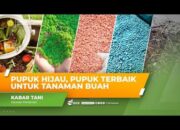 Penggunaan Pupuk untuk Buah Mampu Tingkatkan Hasil Panen