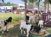 15 Kambing Padang Panjang Ikuti Kontes Ternak di Payakumbuh