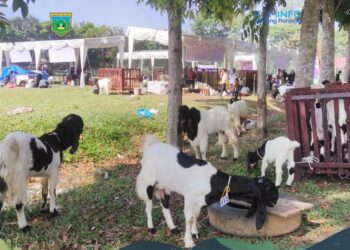 15 Kambing Padang Panjang Ikuti Kontes Ternak di Payakumbuh