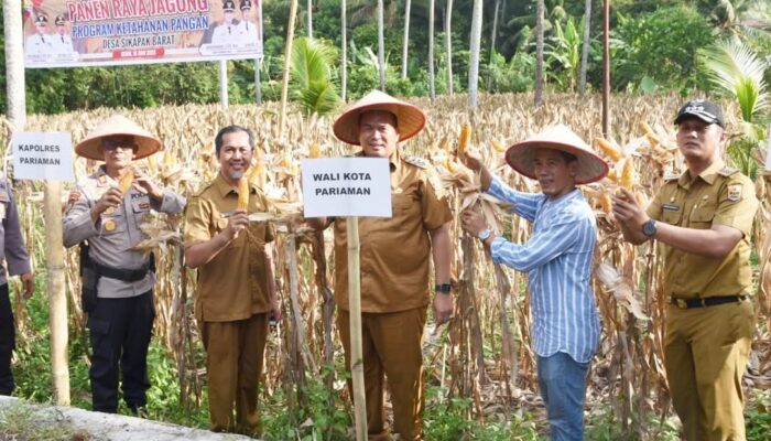 Yota Balad Panen Raya Jagung di Sikapak Barat