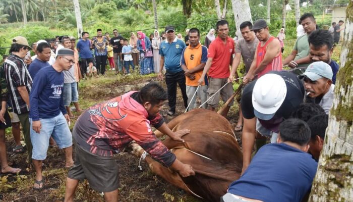Wali Kota Yota Balad Monitori Penyembelihan Sapi Kurban Presiden RI
