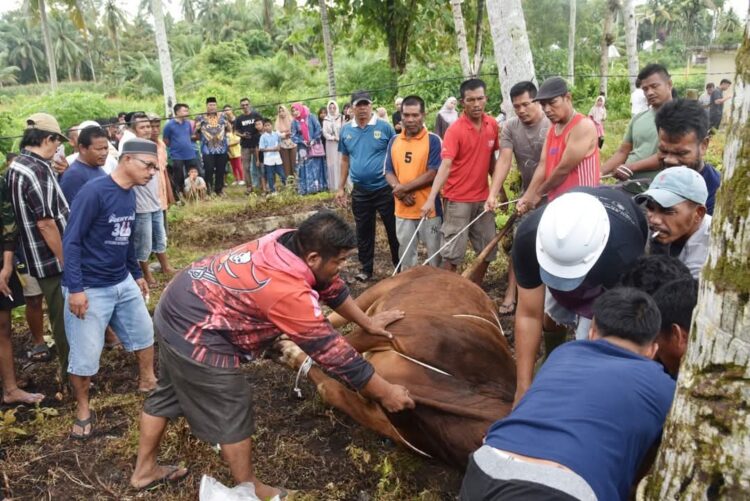 : Wali Kota Pariaman, Yota Balad memonitor prosesi penyembelihan sapi kurban dari Presiden RI di Desa Naras 1, Kecamatan Pariaman Utara, Kota Pariaman saat perayaan Iduladha 1446 Hijriah tahun 2025. IST
