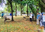 UBH Distribusikan Daging Kurban di Kampus 1 dan II