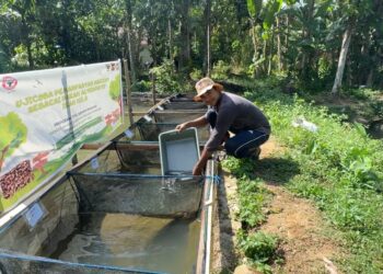 Semen Padang Buktikan Efektivitas Maggot untuk Tingkatkan Pertumbuhan Ikan Nila