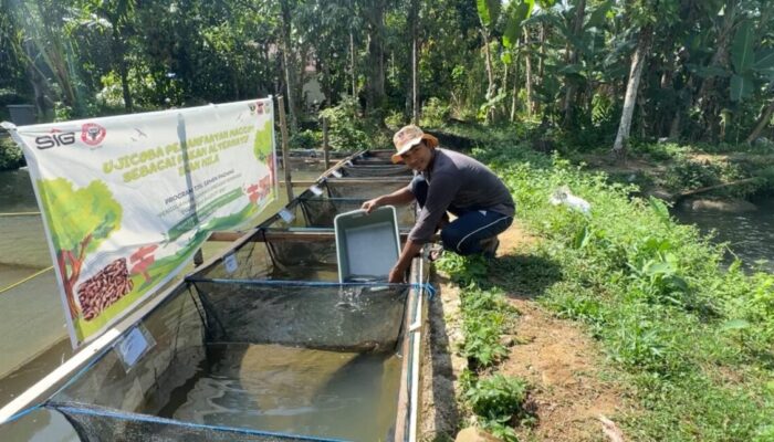 Semen Padang Buktikan Efektivitas Maggot untuk Tingkatkan Pertumbuhan Ikan Nila