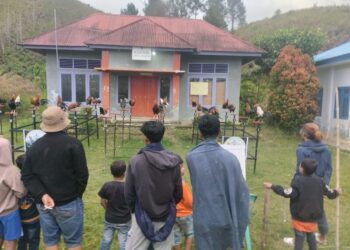 Ayam Kukuak Balenggek