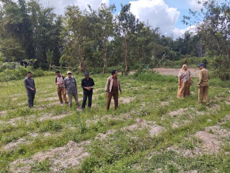 Sawah Pokok Murah