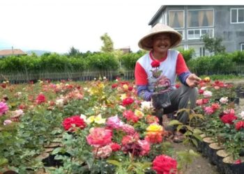 KIFA, Pusat Lelang Bunga Terbesar Kedua di Dunia