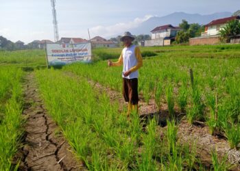 Menyilau Sawah Pokok Murah, Ramah Lingkungan, Merdekakan Petani