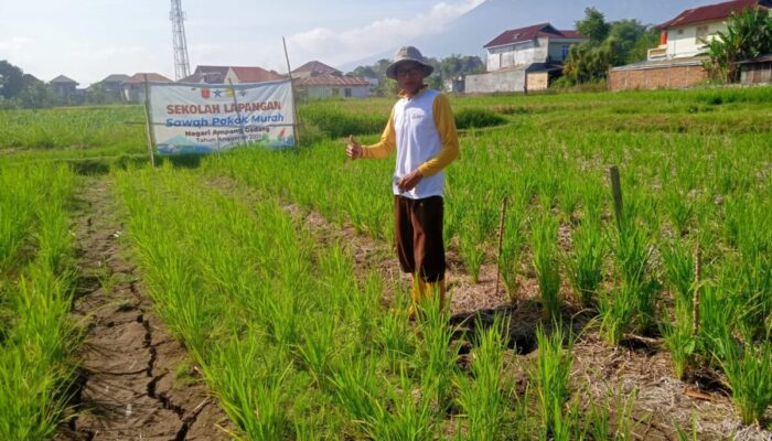 Menyilau Sawah Pokok Murah, Ramah Lingkungan, Merdekakan Petani