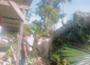 Pohon Tumbang Timpa Rumah Warga di Padang Barat, Kerugian Capai Rp20 Juta