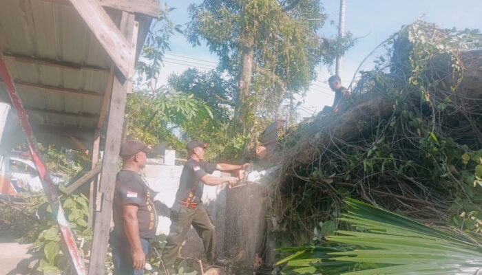 Pohon Tumbang Timpa Rumah Warga di Padang Barat, Kerugian Capai Rp20 Juta
