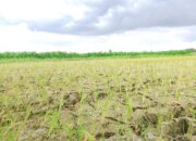 Musim Kemarau Sebabkan Kekeringan, Petani di Enam Lingkung Terancam Gagal Panen