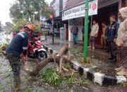 Cuaca Ekstrem, Sejumlah Pohon Tumbang dan Puting Beliung Terjang Padang