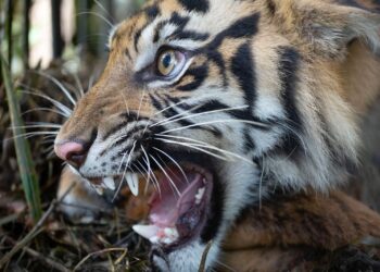 Mahasiswa ISI Padang Panjang Raih Gelar Magister Seni dengan Tesis Mitos Inyiak Balang dalam Karya Fotografi Dokumenter