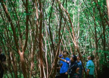 Panen Agustus, PT Semen Padang Tinjau Lokasi Tanaman Kaliandra di HKm Sialangan