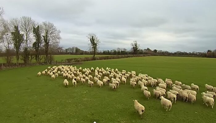 Di Negara Terindah di Dunia, Domba Lebih Banyak dari Manusia