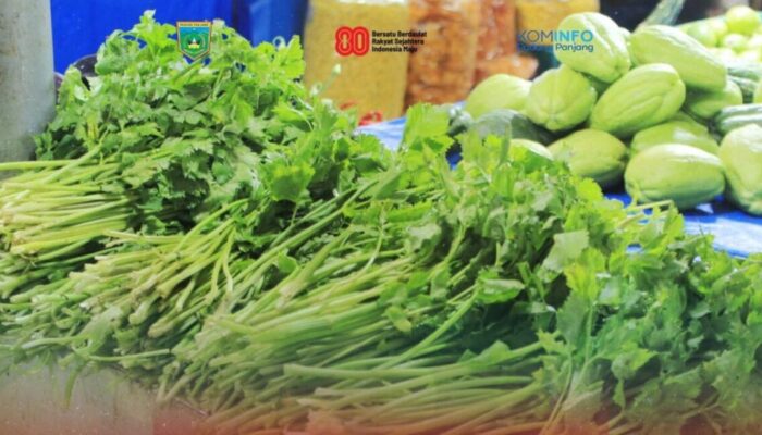 Harga Seledri di Padang Panjang Turun Drastis