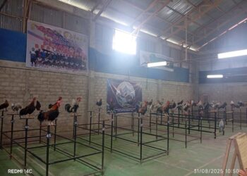 Ayam Kukuak Balenggek