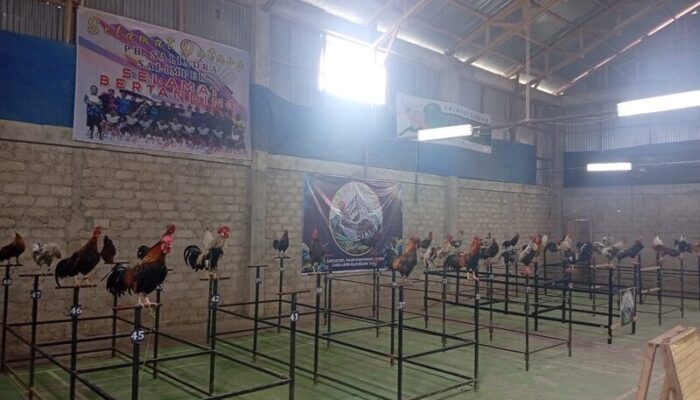 Lomba Ayam Kukuak Balenggek Semarak di Salimpek, Ajang Silaturahmi Hingga Penjaga Kearifan Lokal