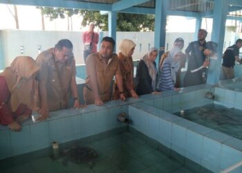 Telur Penyu Jangan Dimakan, Bisa Dijual ke UPTD Penangkaran