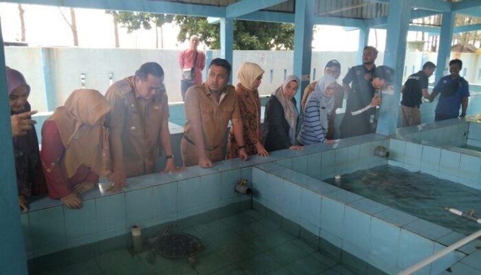 Telur Penyu Jangan Dimakan, Bisa Dijual ke UPTD Penangkaran