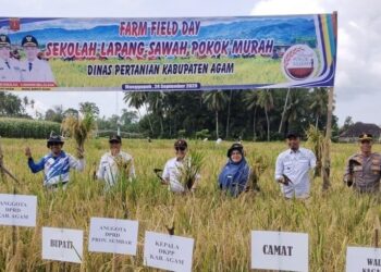 Produktivitas Padi di Lubuk Basung Naik Hingga 50 Persen Lewat Metode SPM